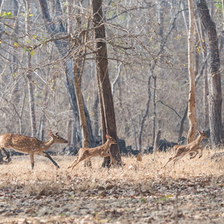 Kabini - Axisherten